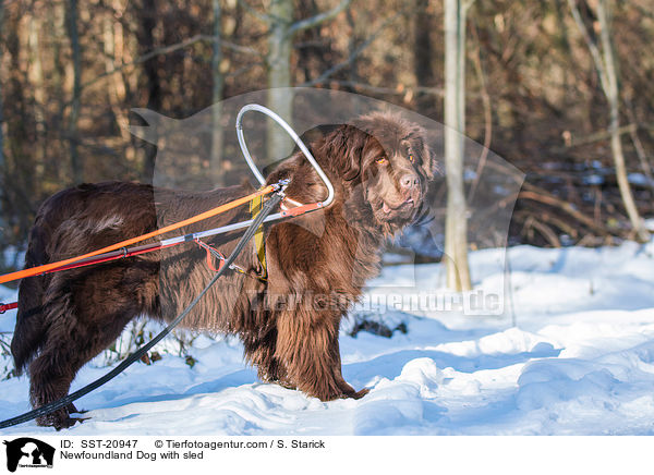 Newfoundland Dog with sled / SST-20947