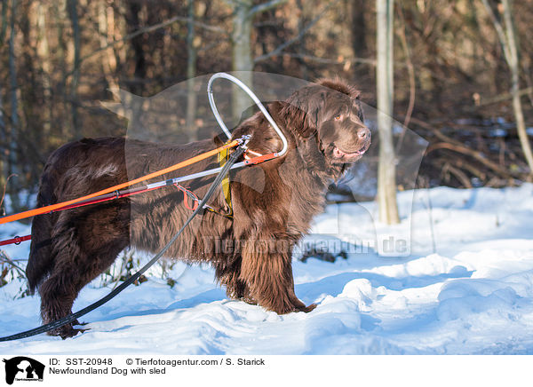 Newfoundland Dog with sled / SST-20948