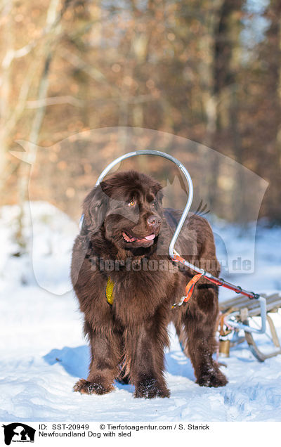 Newfoundland Dog with sled / SST-20949