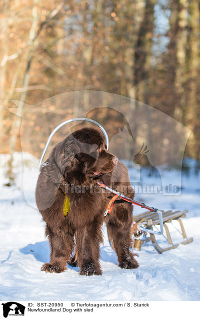 Newfoundland Dog with sled / SST-20950