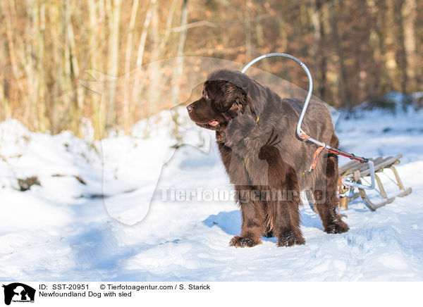 Newfoundland Dog with sled / SST-20951