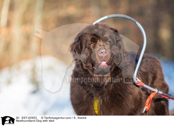 Newfoundland Dog with sled / SST-20953