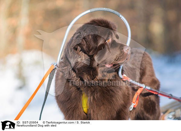 Newfoundland Dog with sled / SST-20954