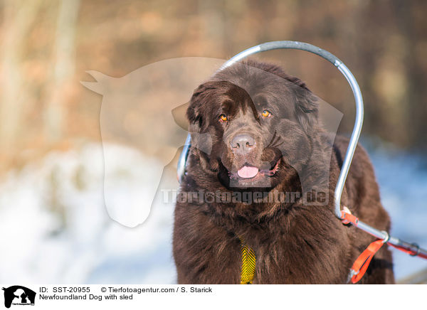 Newfoundland Dog with sled / SST-20955