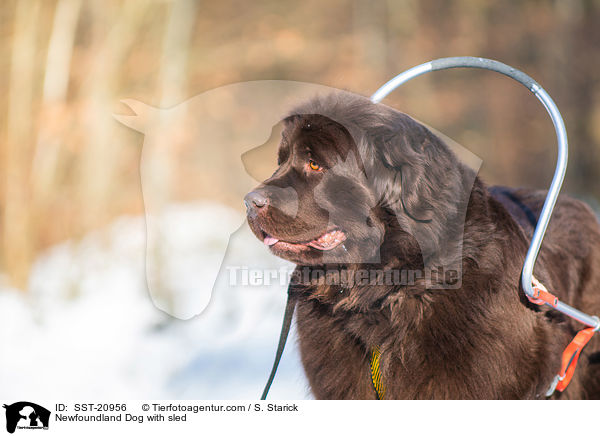 Newfoundland Dog with sled / SST-20956