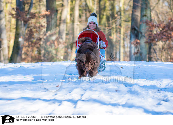 Newfoundland Dog with sled / SST-20959