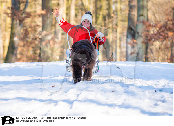 Newfoundland Dog with sled / SST-20960