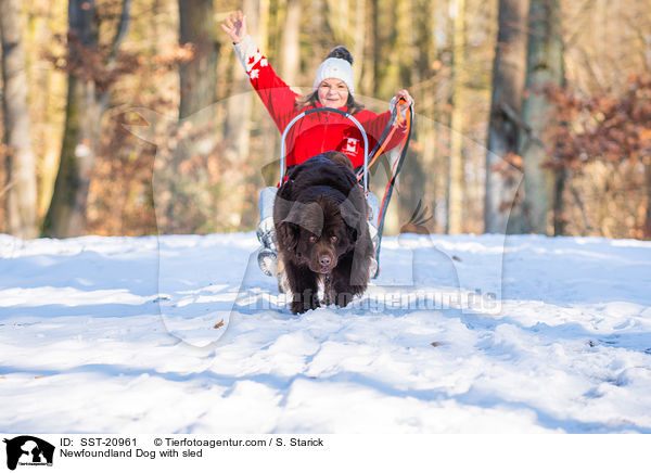 Newfoundland Dog with sled / SST-20961
