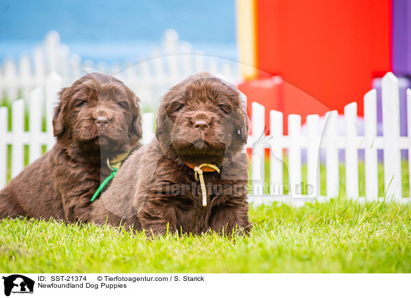 Newfoundland Dog Puppies / SST-21374