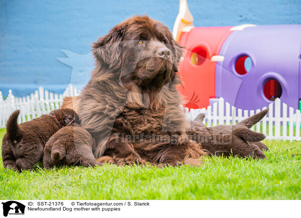 Newfoundland Dog mother with puppies / SST-21376