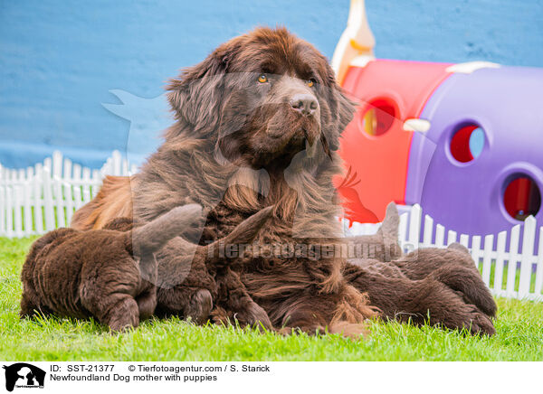 Newfoundland Dog mother with puppies / SST-21377
