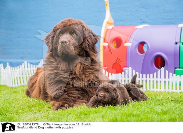 Newfoundland Dog mother with puppies / SST-21378