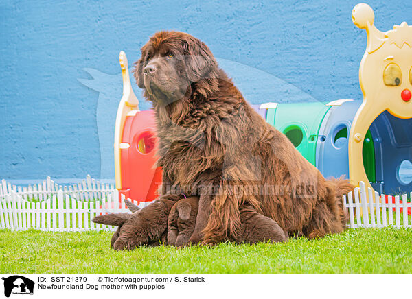 Newfoundland Dog mother with puppies / SST-21379