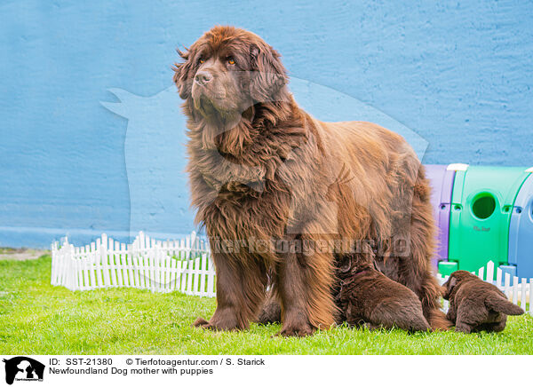 Newfoundland Dog mother with puppies / SST-21380