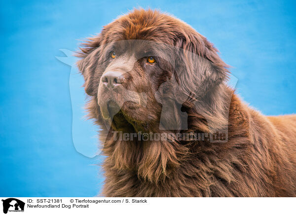 Newfoundland Dog Portrait / SST-21381