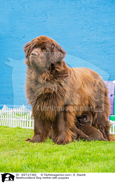 Newfoundland Dog mother with puppies / SST-21382