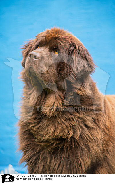 Newfoundland Dog Portrait / SST-21383