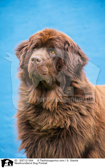 Newfoundland Dog Portrait / SST-21384