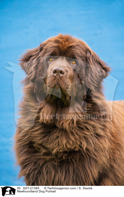 Newfoundland Dog Portrait / SST-21385