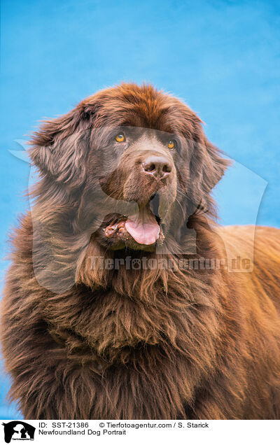 Newfoundland Dog Portrait / SST-21386