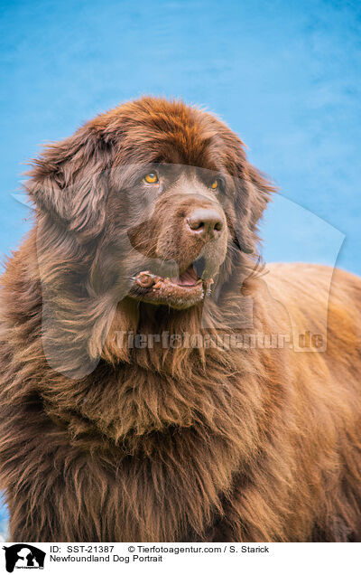 Newfoundland Dog Portrait / SST-21387