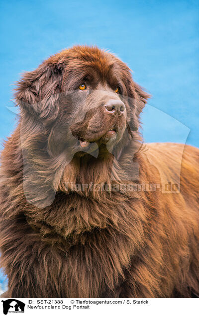 Newfoundland Dog Portrait / SST-21388