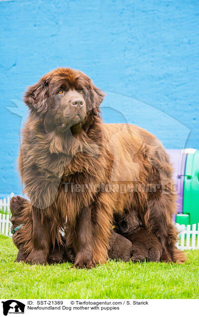 Newfoundland Dog mother with puppies / SST-21389