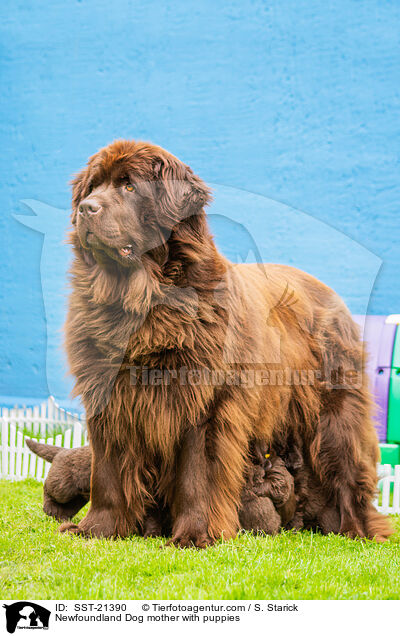 Newfoundland Dog mother with puppies / SST-21390