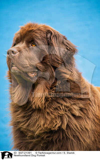 Newfoundland Dog Portrait / SST-21391