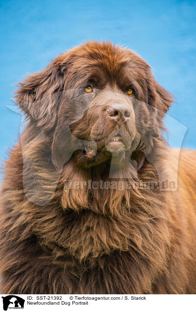 Newfoundland Dog Portrait / SST-21392
