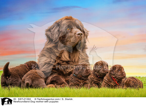 Newfoundland Dog mother with puppies / SST-21394
