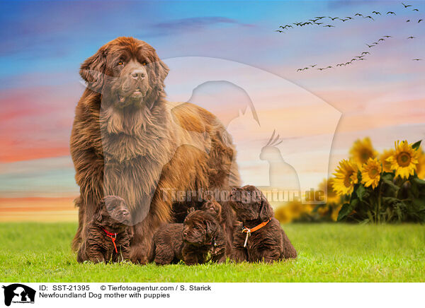 Newfoundland Dog mother with puppies / SST-21395