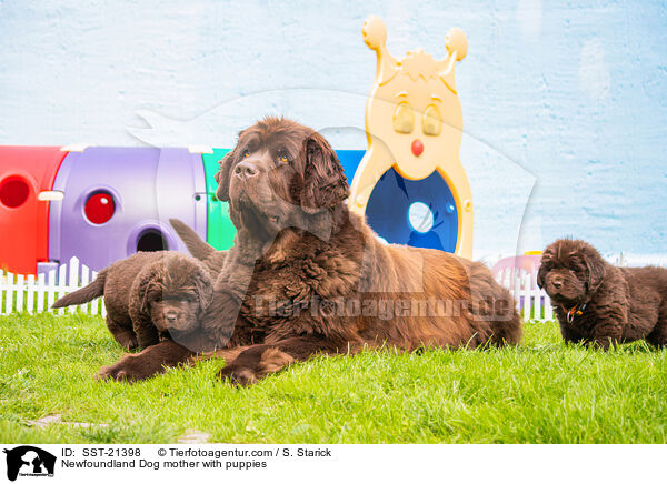 Newfoundland Dog mother with puppies / SST-21398