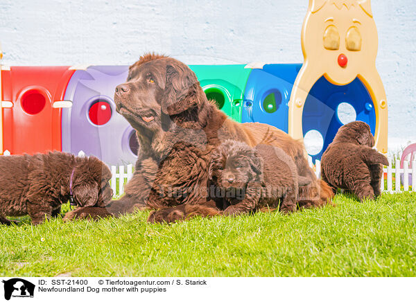 Newfoundland Dog mother with puppies / SST-21400