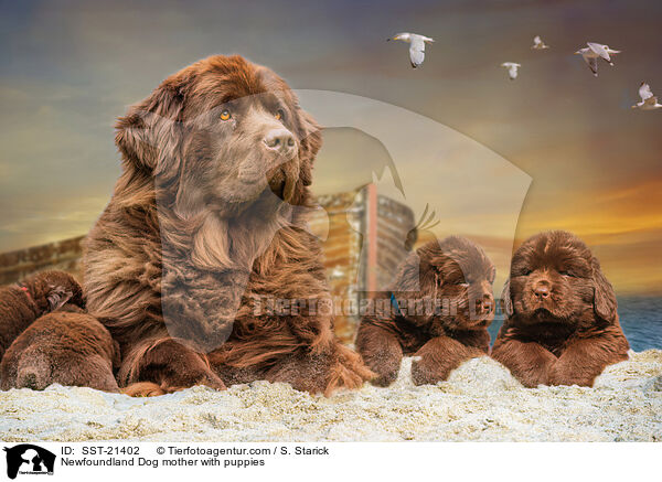 Newfoundland Dog mother with puppies / SST-21402