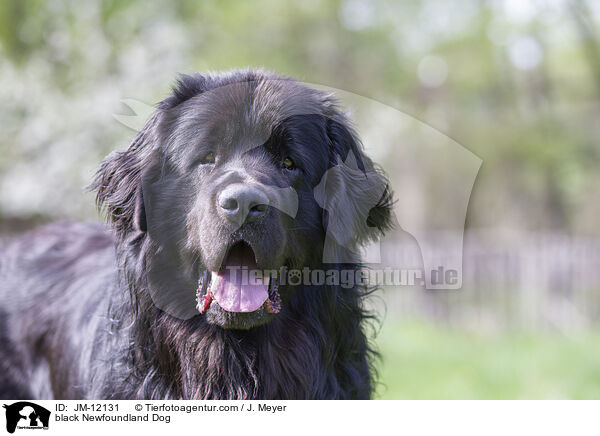 schwarzer Neufundlnder / black Newfoundland Dog / JM-12131