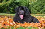Newfoundland Dog in the foliage