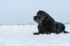 Newfoundland in the snow