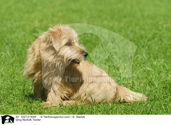lying Norfolk Terrier / SST-01646