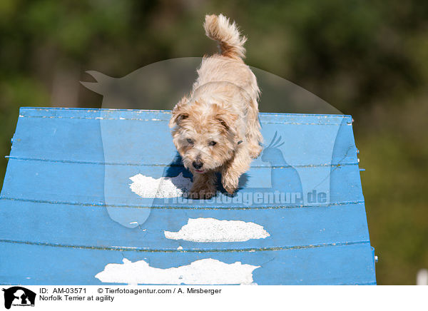 Norfolk Terrier at agility / AM-03571