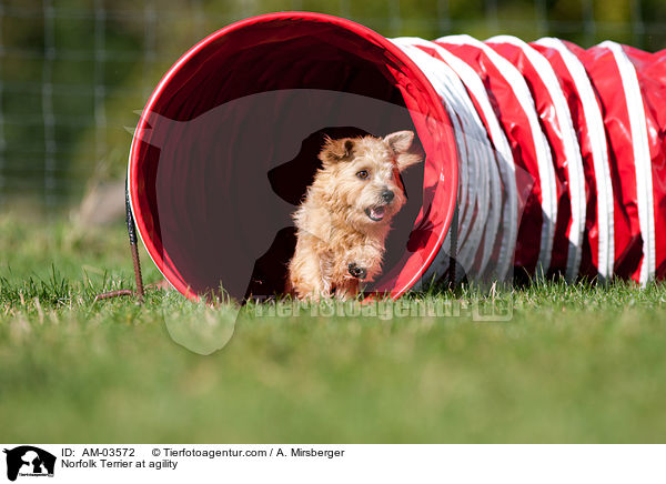 Norfolk Terrier at agility / AM-03572