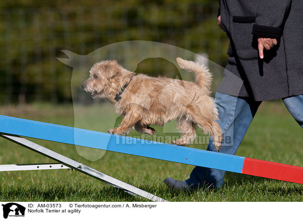 Norfolk Terrier at agility / AM-03573