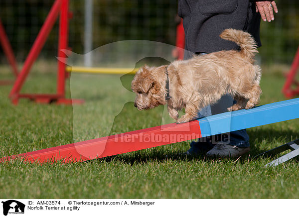 Norfolk Terrier at agility / AM-03574