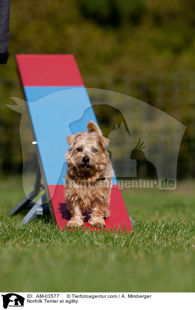 Norfolk Terrier at agility / AM-03577
