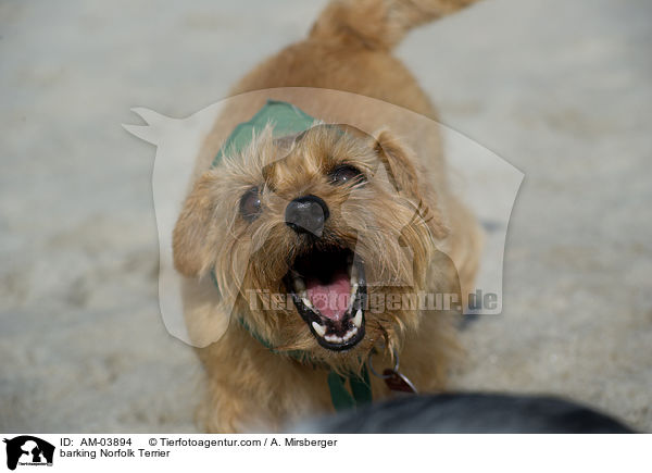 barking Norfolk Terrier / AM-03894