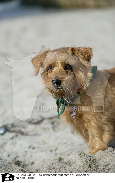 Norfolk Terrier / AM-03895