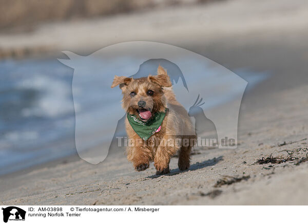 running Norfolk Terrier / AM-03898