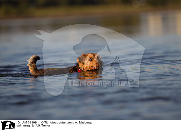 swimming Norfolk Terrier / AM-04199