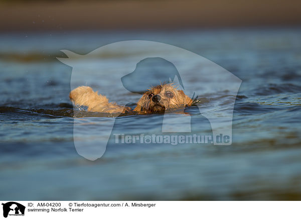 swimming Norfolk Terrier / AM-04200