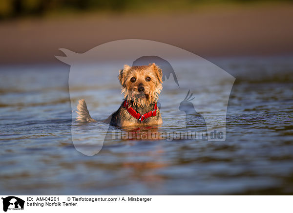 bathing Norfolk Terrier / AM-04201